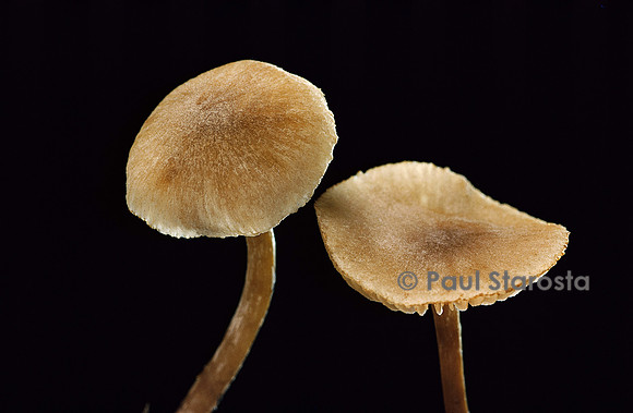Naucoria escharoides
