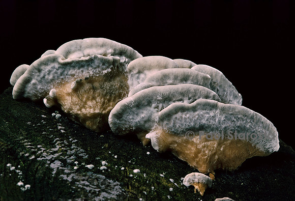 Oligoporus caesius (polypore bleuté)