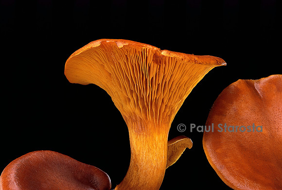 Omphalotus olearius (Pleurote de l’olivier)
