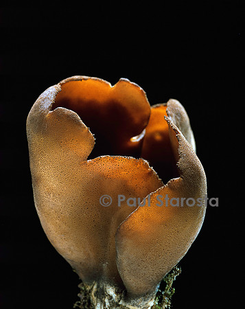 Otidea umbrina (pézize)