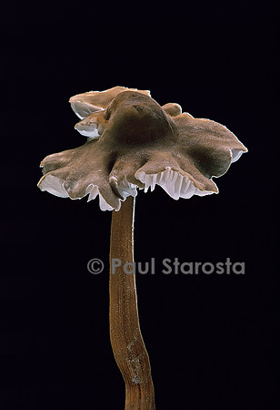 Xerula pudens (collybie à long pied)