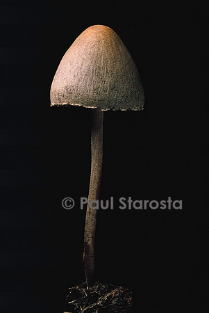 Panaeolus sphinctrinus (panéole)