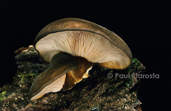 Panellus serotinus (pleurote tardif)