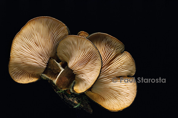 Panellus serotinus (pleurote tardif)