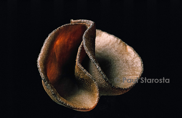 Peziza phyllogena (pézize)