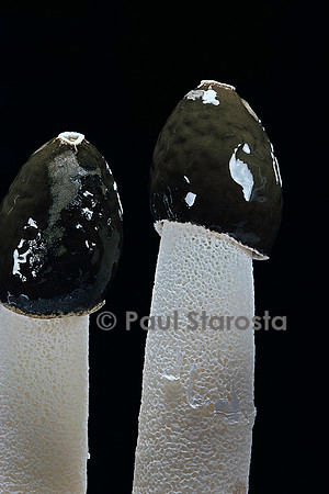 Phallus impudicus (satyre puant)