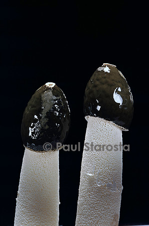 Phallus impudicus (satyre puant)