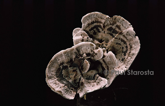 Phellodon melaleucus (champignon)