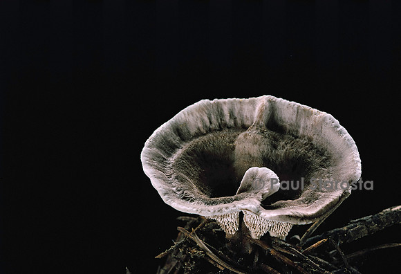 Phellodon melaleucus (champignon)