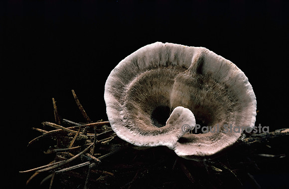 Phellodon melaleucus