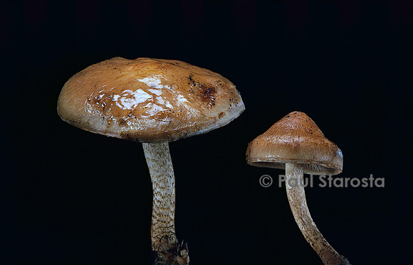 Pholiota carbonaria (pholiote)
