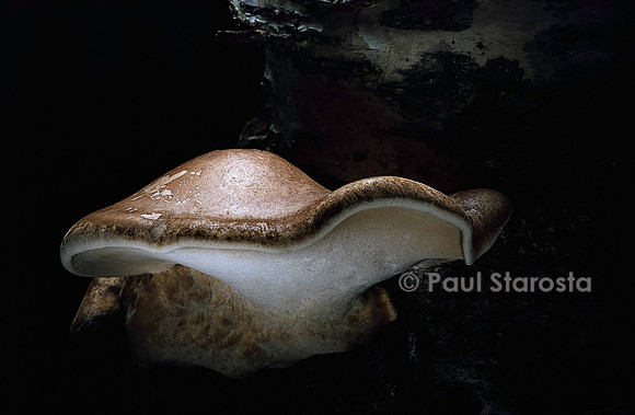 Piptoporus betulinus (polypore du bouleau)