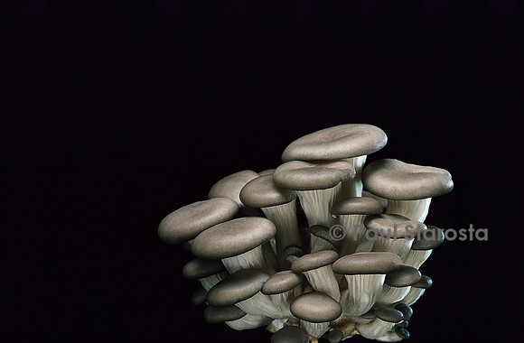 Pleurotus cornucopiae (pleurote corne d’abondance)