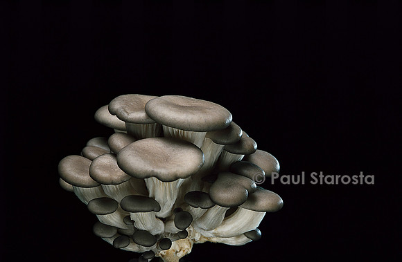 Pleurotus cornucopiae (pleurote corne d’abondance)