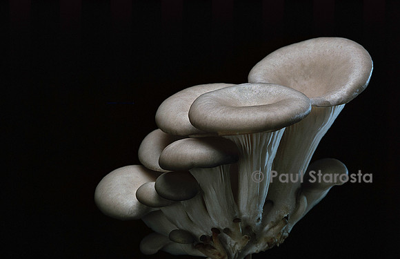 Pleurotus cornucopiae (pleurote corne d’abondance)