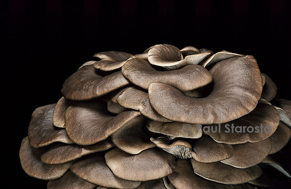Pleurotus ostreatus (pleurote en huître)