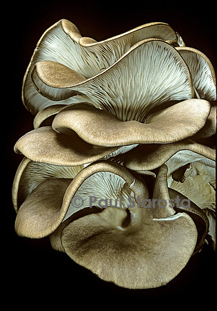 Pleurotus ostreatus (pleurote en huître)
