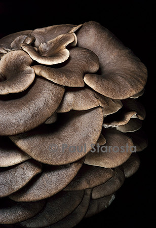 Pleurotus ostreatus (pleurote en huître)