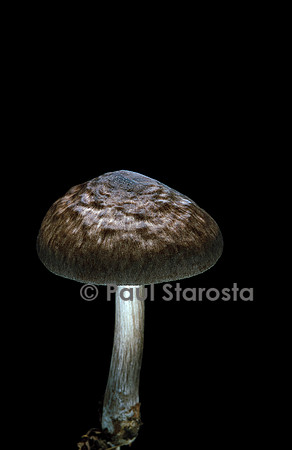 Pluteus pouzarianus (plutée)