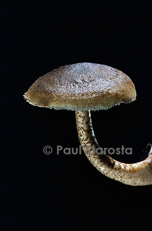 Polyporus ciliatus (polypore)