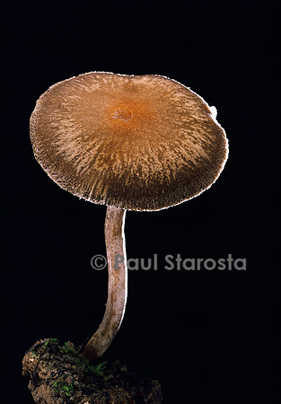 Psathyrella lacrymabunda (psathyrelle larmoyante)