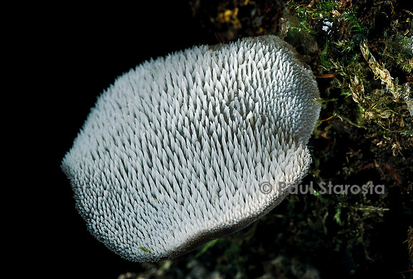 Pseudohydnum gelatinosum (faux-hydne gélatineux)