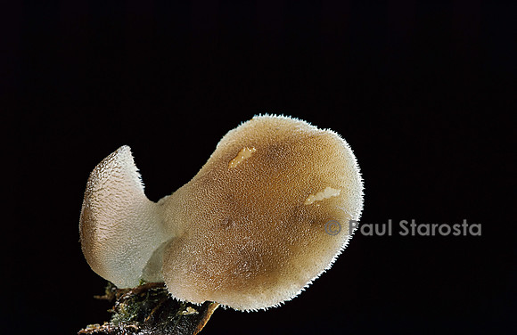 Pseudohydnum gelatinosum (faux-hydne gélatineux)