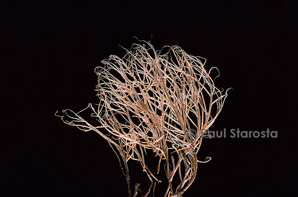 Pterula multifida (clavaire)