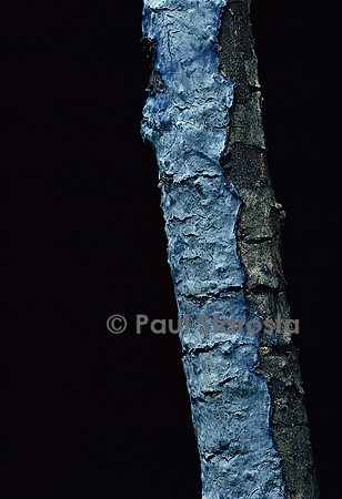 Terana caerulea