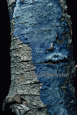Terana caerulea