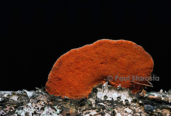 Pycnoporus cinnabarinus