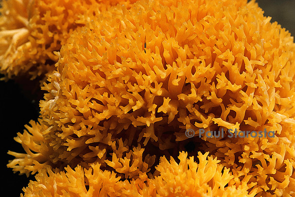 Ramaria flavescens (clavaire)