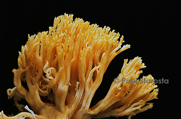 Ramaria flavescens (clavaire)