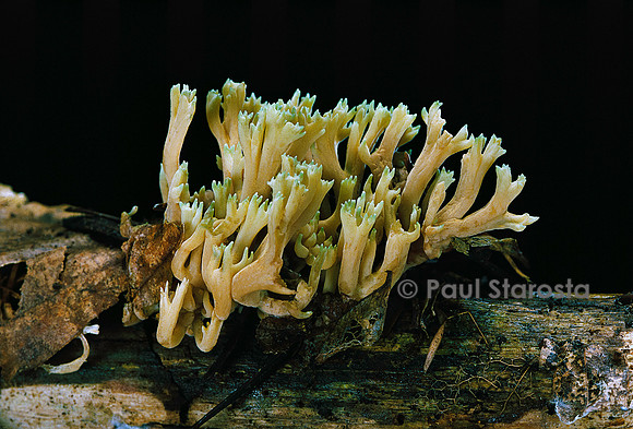 Ramaria abietina (clavaire)