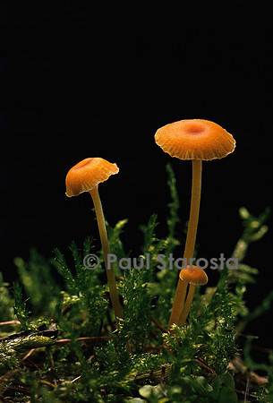 Rickenella fibula (omphale bibelot)