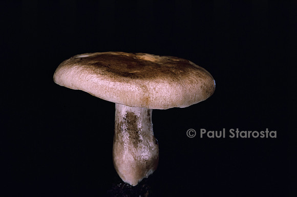 Russula densifolia
