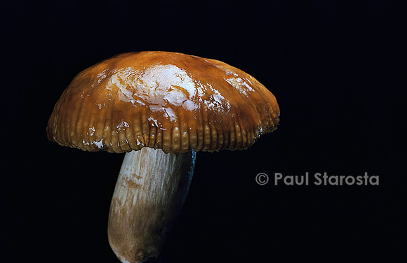 Russula foetens (russule fétide)