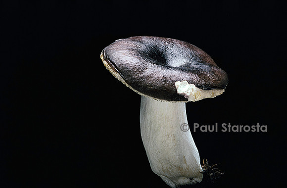 Russula integra (russule des épiceas)