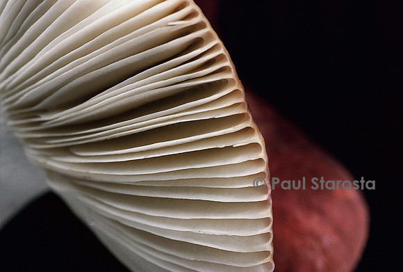 Russula krombholzii (atropurpurea) (russule pourpre et noire)