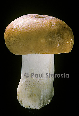 Russula mustelina (russule belette)