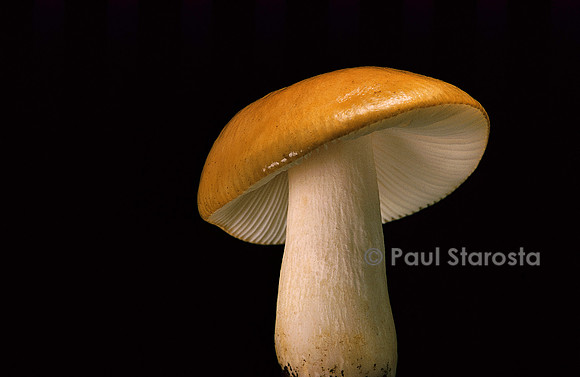 Russula ochroleuca (russule blanc ocré)