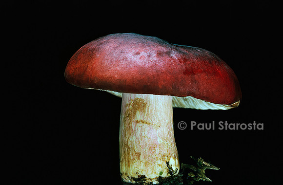 Russula sanguinea (russule sanguine)