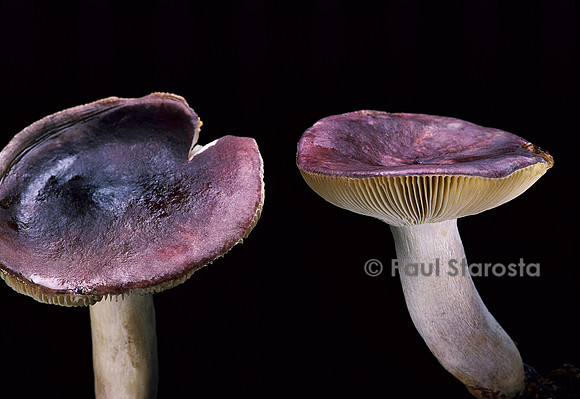 Russula sardonia  (drimeia) (russule sardoine)