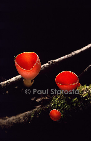 Sarcoscypha coccinea (pézize écarlate)