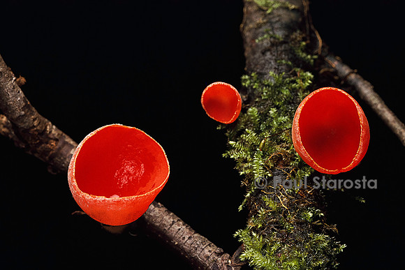 Sarcoscypha coccinea (pézize écarlate)