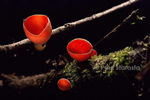 Sarcoscypha coccinea (pézize écarlate)