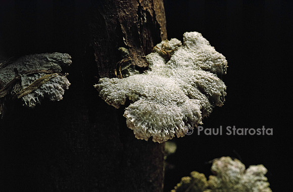 Schizophyllum commune