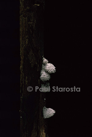 Schizophyllum commune
