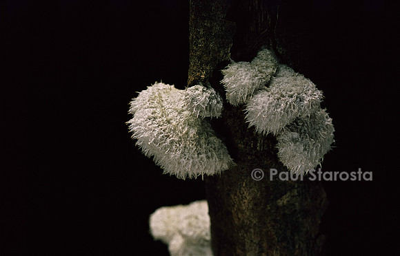 Schizophyllum commune