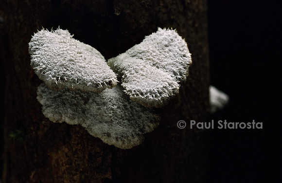 Schizophyllum commune